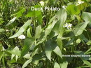 Sagittaria Latifolia
